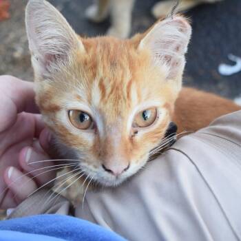 Apollo -  Domestic Short Hair Cat for Adoption in Memphis, Tennessee - Apollo | PetCurious