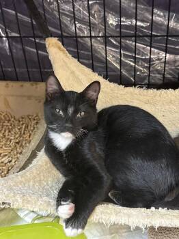 Graham- MD -  Domestic Short Hair Cat for Adoption in Fort Walton Beach, Florida - Graham- MD | PetCurious
