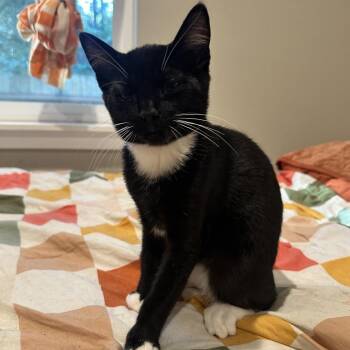 chum -  Domestic Short Hair Cat for Adoption in Bellingham, Washington - Chum | PetCurious