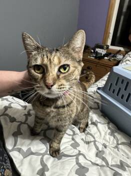 Rescue Domestic Short Hair Cats for Adoption in Albany, Wisconsin - Suzie | PetCurious