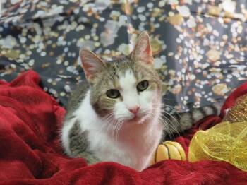Rescue Tabby and Domestic Short Hair Cats for Adoption in Greensburg, Pennsylvania - Kenneth | PetCurious