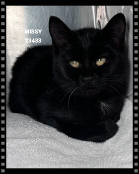 MISSY -  Domestic Short Hair Cat for Adoption in Marietta, Georgia - MISSY | PetCurious