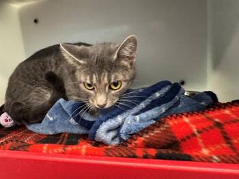 MACARON -  Domestic Short Hair Cat for Adoption in Peoria, Illinois - MACARON | PetCurious