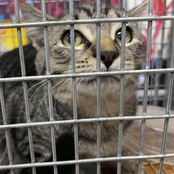 Rescue Domestic Short Hair Cats for Adoption in Buffalo, Wyoming - Apollo | PetCurious