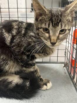BOO BEAR -  Domestic Short Hair Cat for Adoption in Las Vegas, Nevada - BOO BEAR | PetCurious