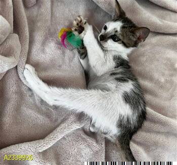 MOCHI -  Domestic Short Hair Cat for Adoption in West Palm Beach, Florida - MOCHI | PetCurious