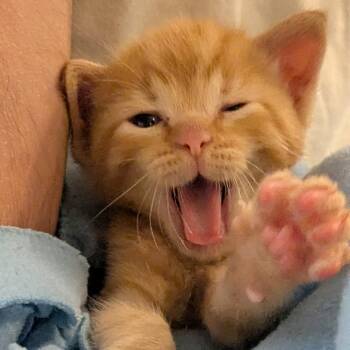 Apollo -  Domestic Short Hair Cat Available for Adoption in Lakewood, California - Apollo | PetCurious
