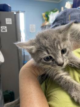 Biscuit - At shelter -  Domestic Short Hair Cat for Adoption in Rustburg, Virginia - Biscuit - At Shelter | PetCurious