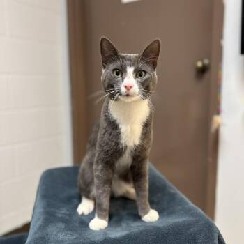 Denim -  Domestic Short Hair Cat for Adoption in Fargo, North Dakota - Denim | PetCurious