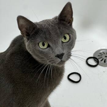 Rescue Russian Blue Cats for Adoption in Long Beach, California - Roxy | PetCurious