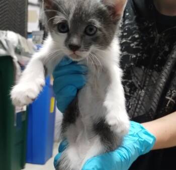 Rescue Domestic Short Hair Cats for Adoption in Alameda, California - LOGAN | PetCurious