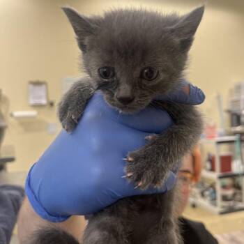Domestic Short Hair Cats Available for Adoption in Park City, Utah - Turmeric | PetCurious
