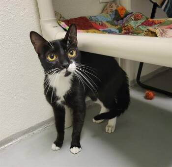 FIONA -  Domestic Short Hair Cat for Adoption in Sarasota, Florida - FIONA | PetCurious