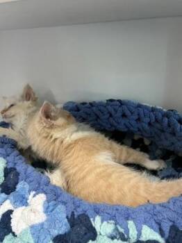 26-350 -  Domestic Medium Hair and Domestic Short Hair Cat Available for Adoption in Barnesville, Georgia - 26-350 | PetCurious