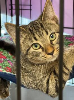 Frantic -  Domestic Short Hair Cat for Adoption in Lunenburg, Massachusetts - Frantic | PetCurious