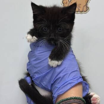 Wednesday -  Domestic Short Hair Cat for Adoption in Chattanooga, Tennessee - Wednesday | PetCurious