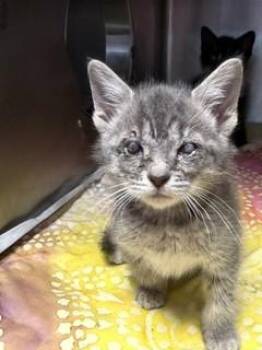 JACKET -  Domestic Short Hair Cat for Adoption in Jacksonville, Florida - JACKET | PetCurious