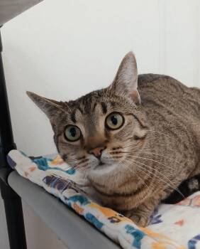 Tabby and Domestic Short Hair Cats Available for Adoption in Bay City, Michigan - Créme Bruleé | PetCurious