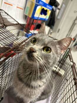 Rescue Domestic Short Hair Cats for Adoption in Knoxville, Tennessee - Graycie | PetCurious