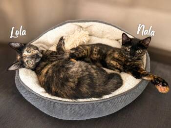 Lola -  Domestic Short Hair Cat for Adoption in New York, New York - Lola | PetCurious