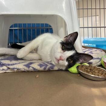 Domestic Short Hair Cats Available for Adoption in Portland, Oregon - Cracker | PetCurious