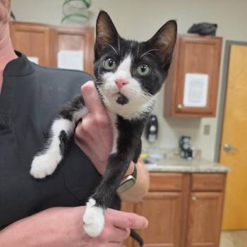 Orlando - 082503U -  Domestic Short Hair Cat for Adoption in Tupelo, Mississippi - Orlando - 082503U | PetCurious