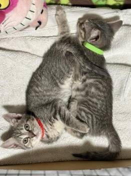 Mango Milk -  Domestic Short Hair Cat for Adoption in Fairfax, Virginia - Mango Milk | PetCurious