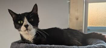 Rescue Domestic Short Hair Cats for Adoption in Chuckey, Tennessee - Oreo NC | PetCurious