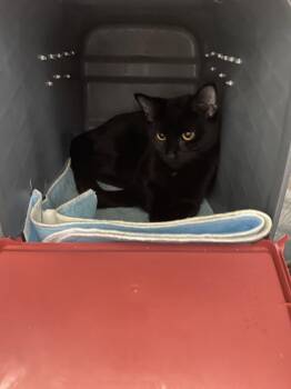Whrilygig - At shelter -  Domestic Short Hair Cat for Adoption in Rustburg, Virginia - Whrilygig - At Shelter | PetCurious