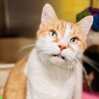 Domestic Short Hair Cats Available for Adoption - Kaya  | PetCurious