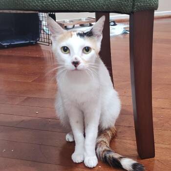 Yoshikitty -  Domestic Short Hair Cat for Adoption in Los Angeles, California - Yoshikitty | PetCurious