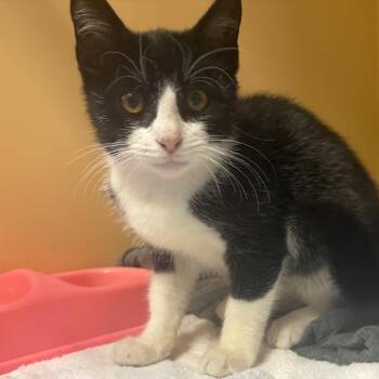 Romeo -  Domestic Short Hair Cat for Adoption in East Hanover, New Jersey - Romeo | PetCurious