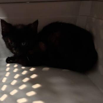 Salem -  Domestic Short Hair Cat for Adoption in Allentown, Pennsylvania - Salem | PetCurious