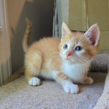 Dandelion -  Domestic Short Hair Cat Available for Adoption - Dandelion | PetCurious