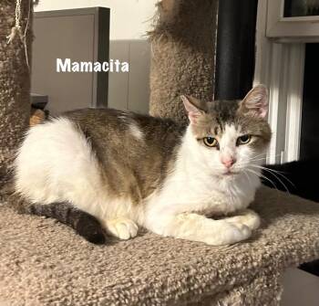 Domestic Short Hair Cats Available for Adoption in Windsor, Connecticut - Mamacita | PetCurious