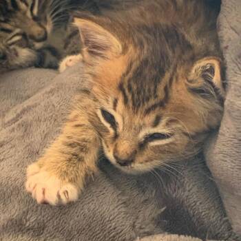 Sungold - Located in Manchester, MD -  Domestic Short Hair Cat for Adoption - Sungold - Located In Manchester, MD | PetCurious