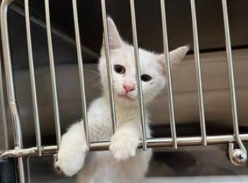 Rescue Domestic Short Hair Cats for Adoption in Evanston, Illinois - Spectre | PetCurious