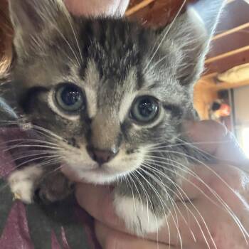 Rescue Domestic Short Hair Cats for Adoption in Ferndale, Washington - Darby Baby #2 | PetCurious