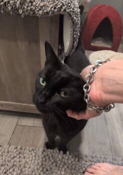 Domestic Short Hair Cats Available for Adoption in Monrovia, California - Bonnie | PetCurious