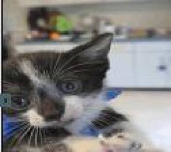 Boots -  Domestic Short Hair Cat for Adoption in Ruskin, Florida - Boots | PetCurious