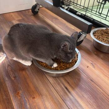 Karen -  Domestic Short Hair Cat for Adoption in Midland, Texas - Karen | PetCurious