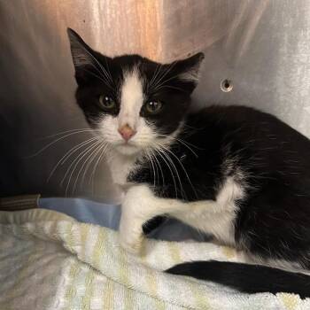 Teek -  Domestic Short Hair Cat for Adoption in Salt Lake City, Utah - Teek | PetCurious