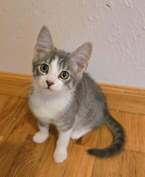 Sparrow -  Domestic Short Hair Cat for Adoption in Vancouver, Washington - Sparrow | PetCurious