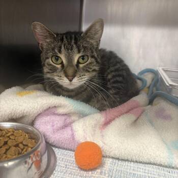 Barta -  Domestic Short Hair Cat for Adoption in Saint Charles, Missouri - Barta | PetCurious