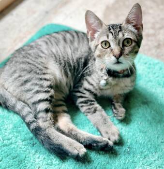 Rescue Tabby Cats for Adoption in Philadelphia, Pennsylvania - Sally | PetCurious