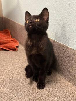 Galinda -  Domestic Short Hair Cat for Adoption in Fort Collins, Colorado - Galinda | PetCurious