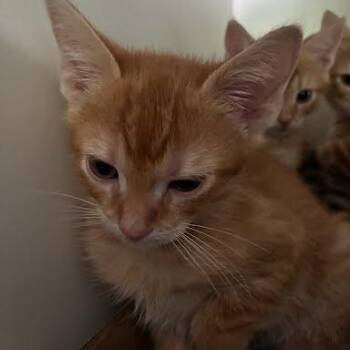 Domestic Short Hair Cats Available for Adoption in Jeffersonville, Indiana - Kermit | PetCurious
