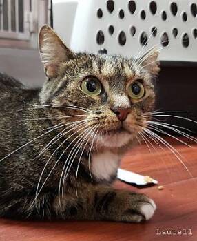 Rescue Domestic Short Hair Cats for Adoption in Sunrise, Florida - Laurell | PetCurious