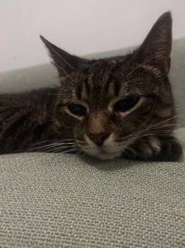 Sage -  Domestic Short Hair Cat for Adoption in New York, New York - Sage | PetCurious