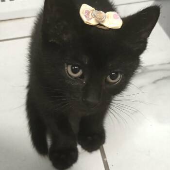 Isabella -  Domestic Short Hair Cat for Adoption in West Olive, Michigan - Isabella | PetCurious